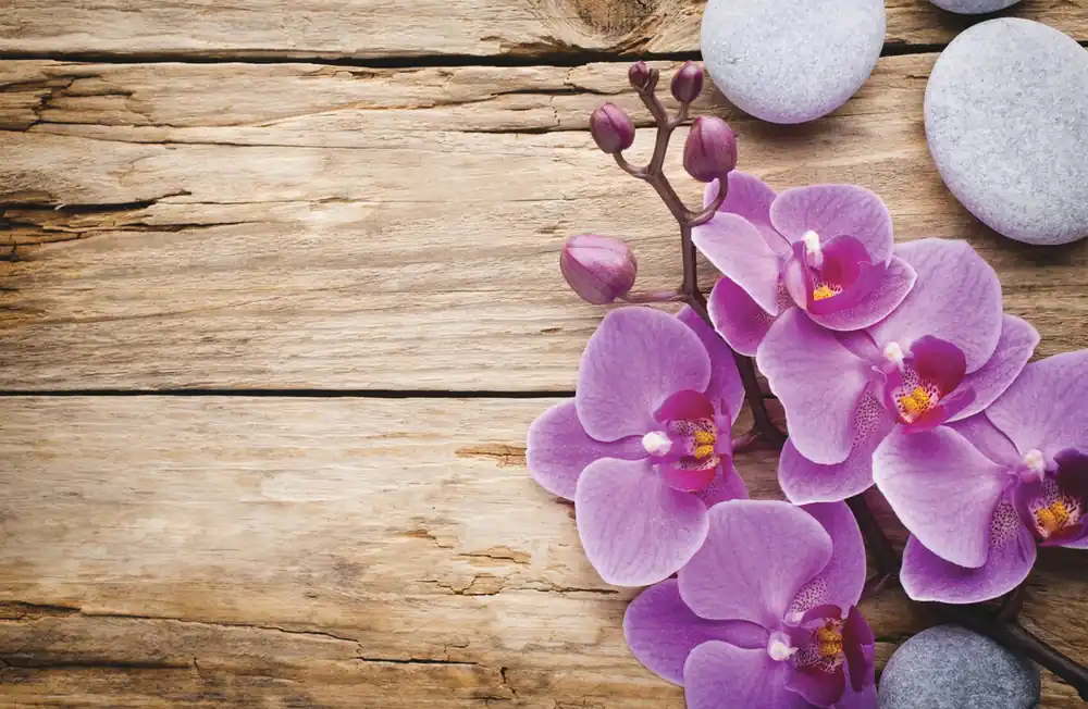 PROHOME - Předložka koupelnová 45x70cm Orchidea Akční Cena